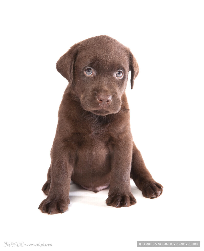 拉布拉多幼犬