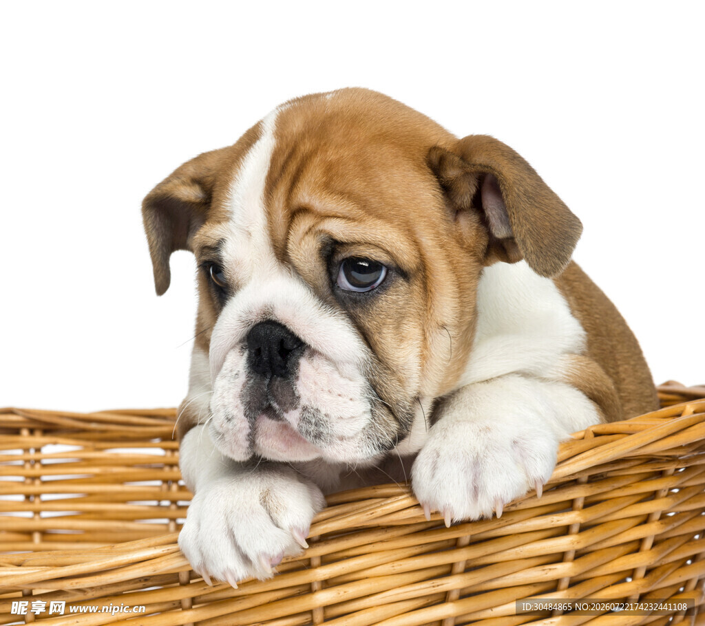 篮子里的可爱斗牛幼犬