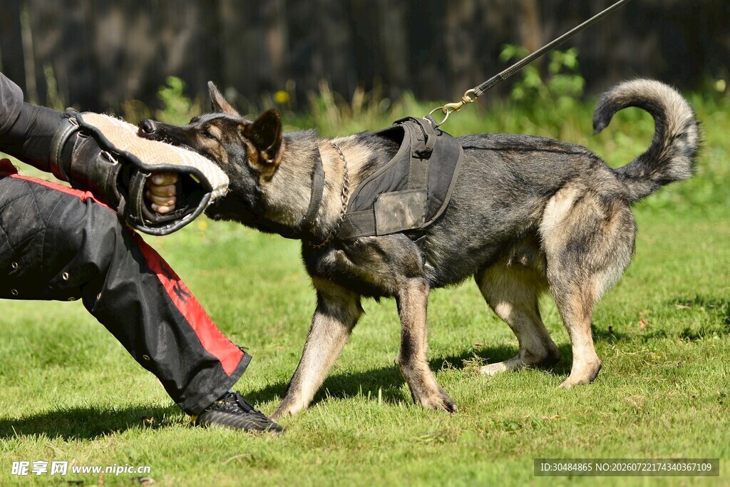 警犬训练瞬间