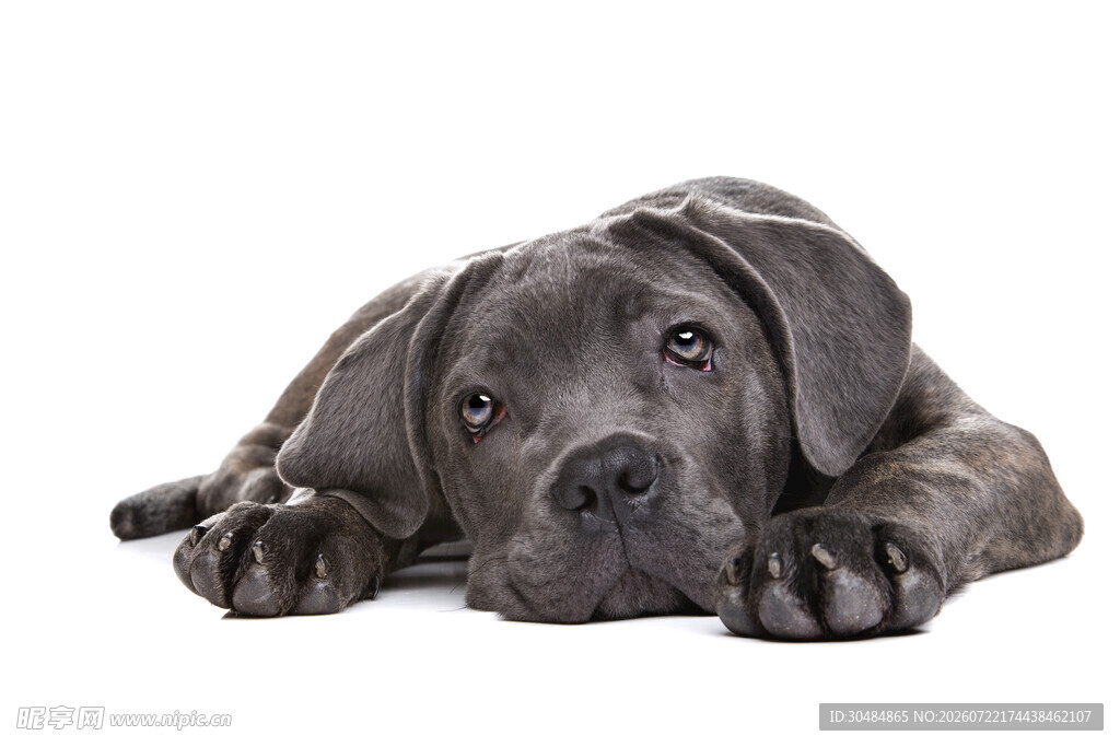 趴着的可爱黑色幼犬