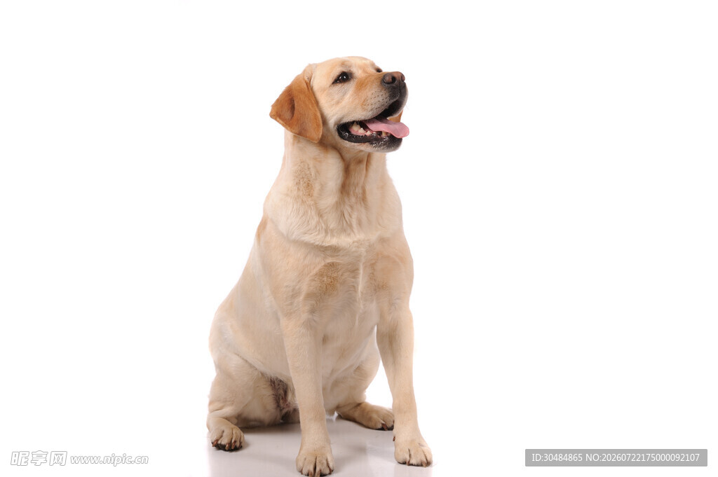 坐着的可爱拉布拉多犬