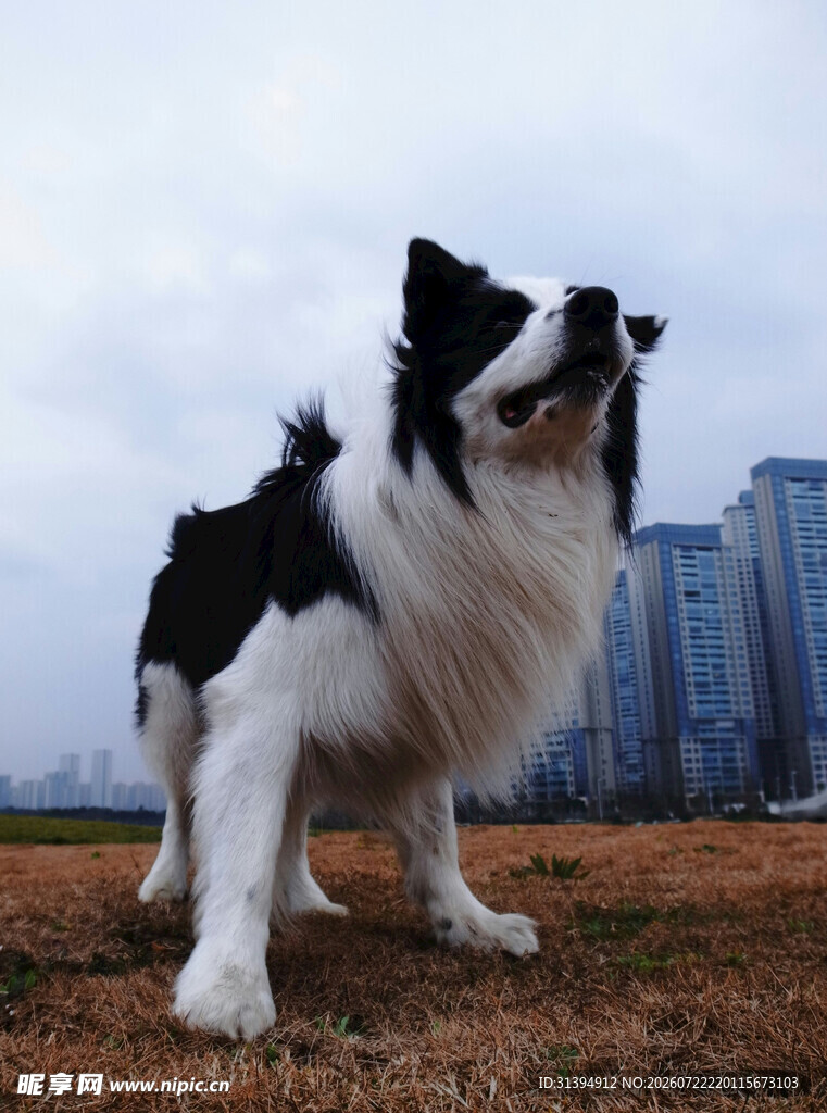 黑白边牧于户外眺望远方