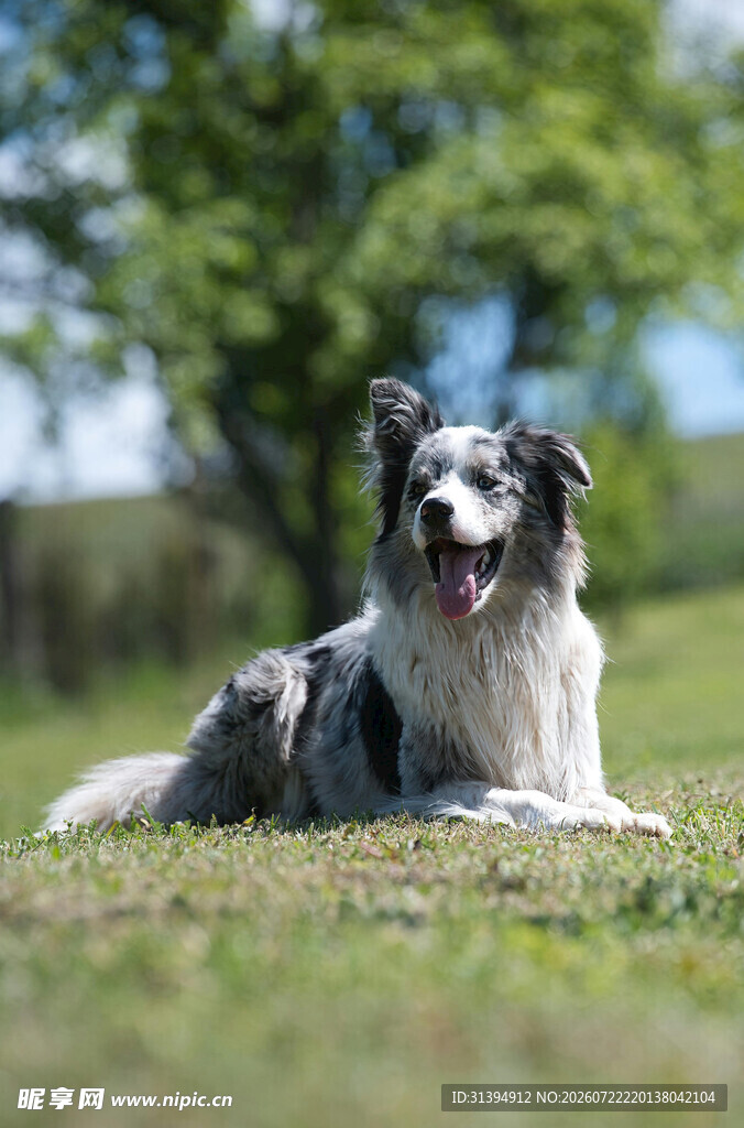 草地上休憩的边牧犬