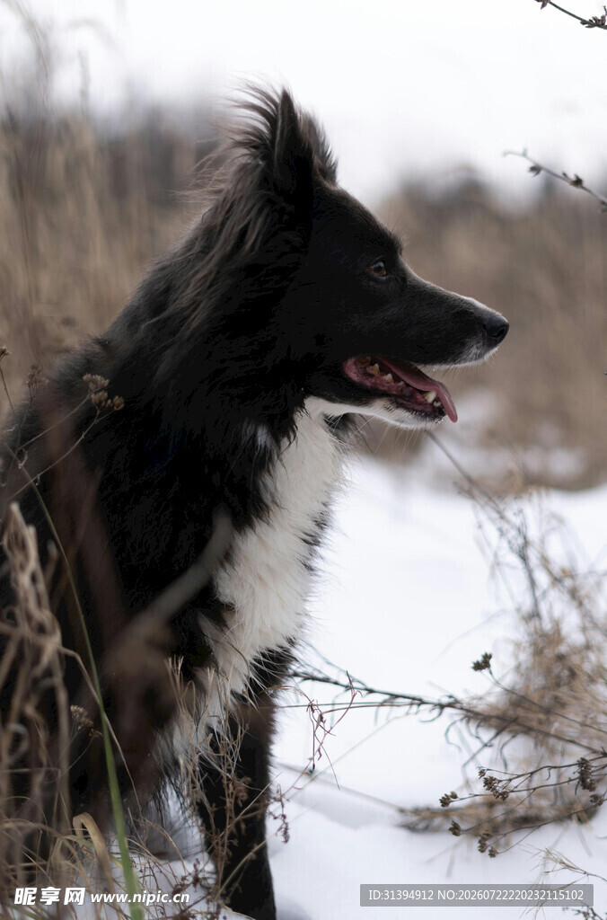 雪地中的黑白长毛犬