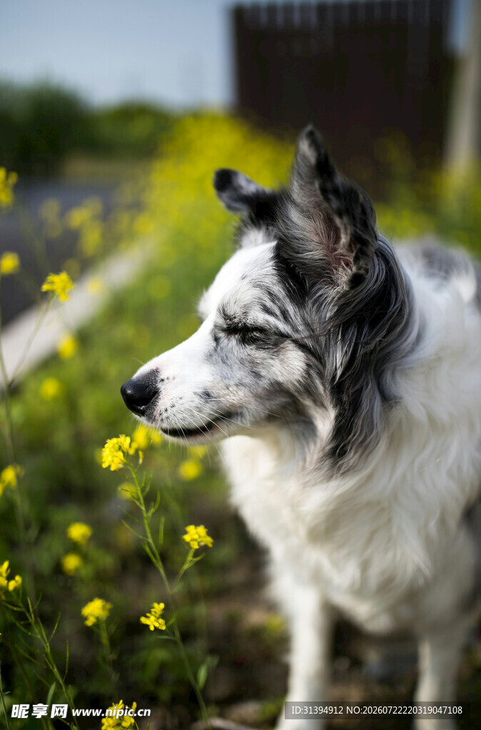 田园边的牧羊犬