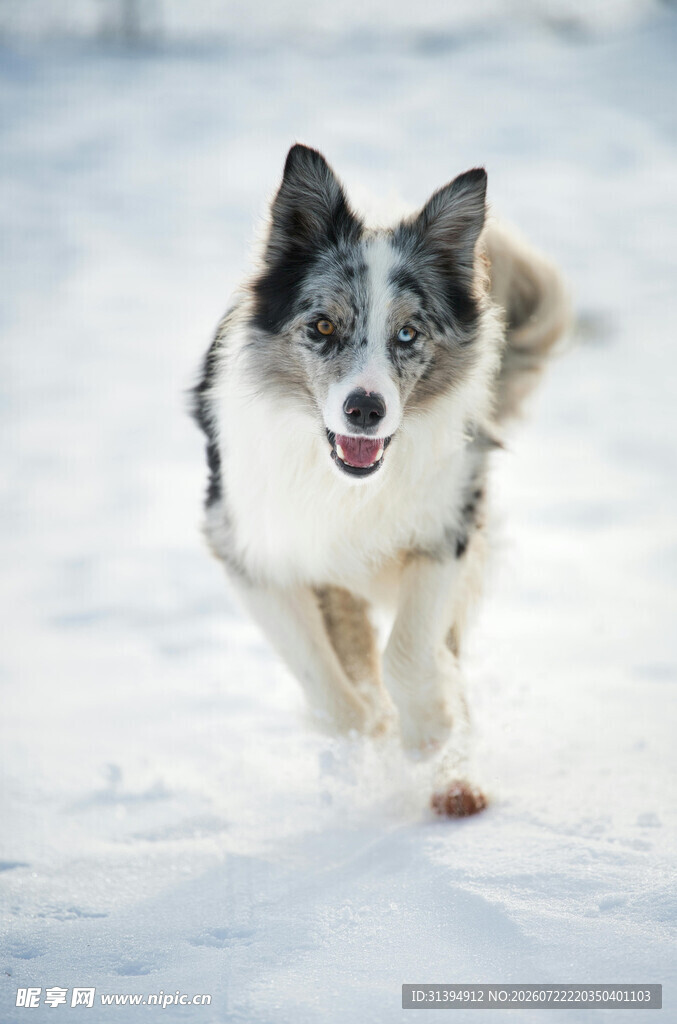 雪地中奔跑的可爱牧羊犬