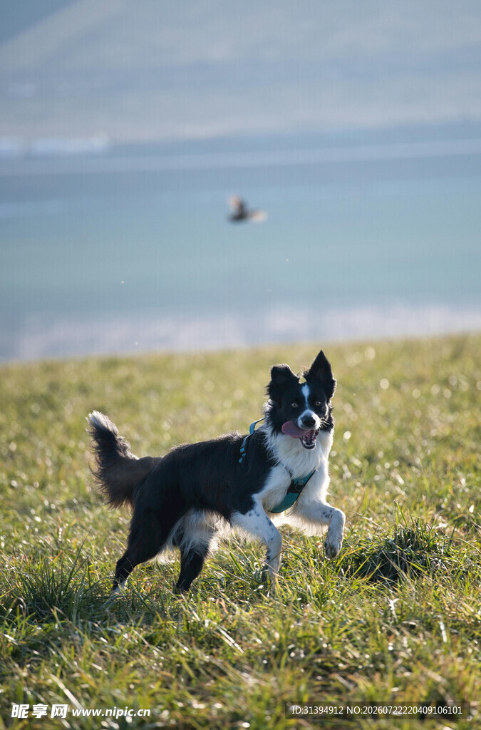 海边奔跑的黑白萌犬