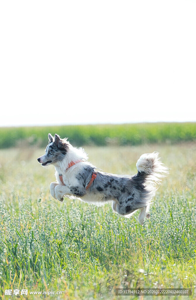 草原上跳跃的帅气牧羊犬