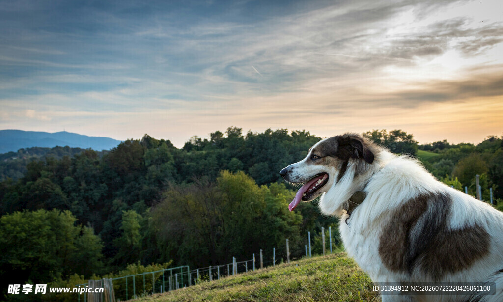 田园犬于美景中惬意张望