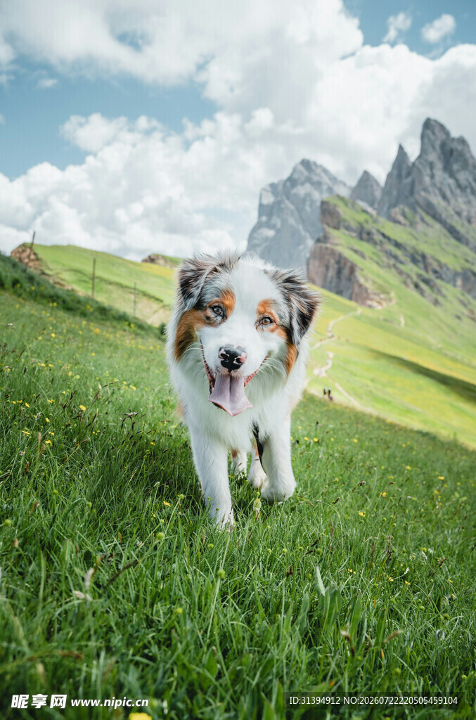 草地上奔跑的可爱三色犬
