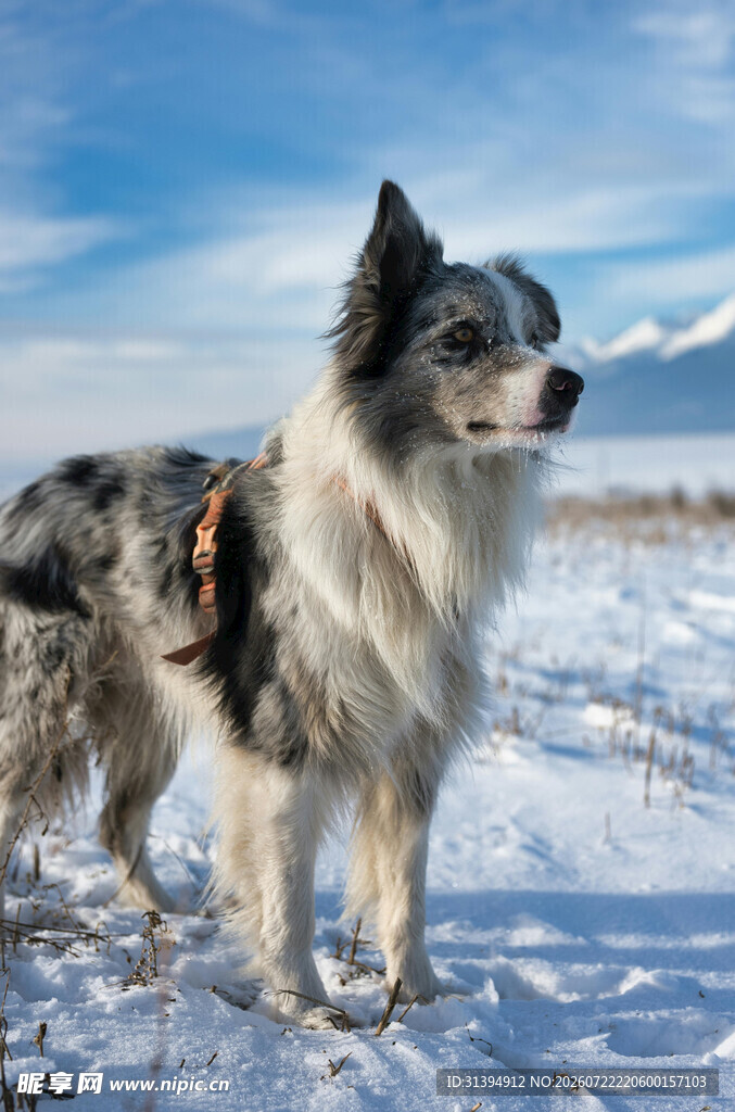 雪地中的边牧犬