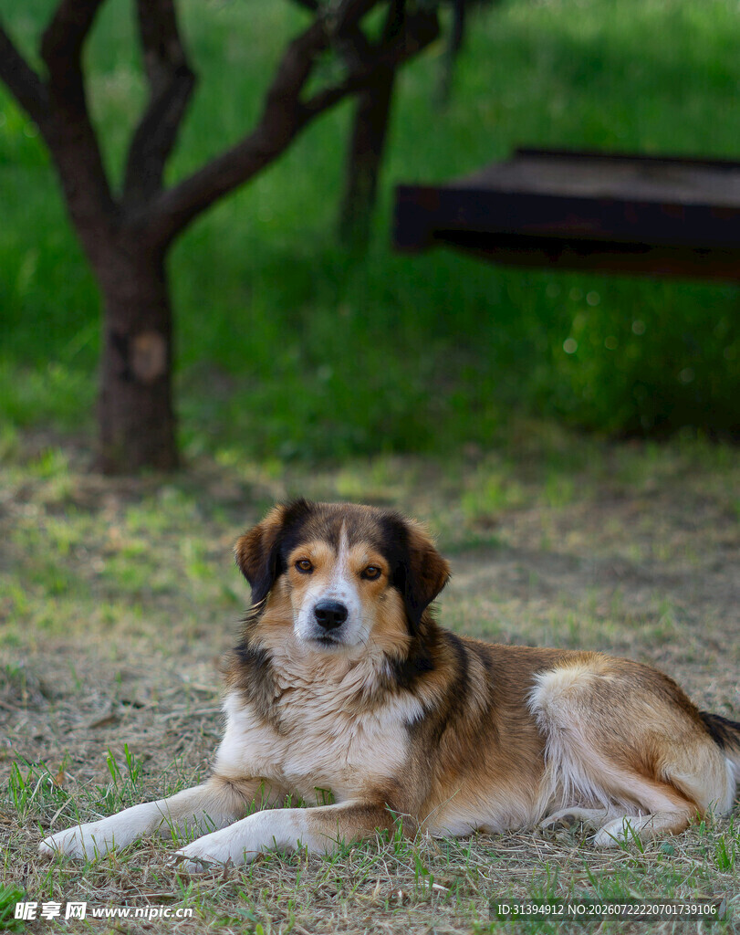 树下休憩的可爱田园犬