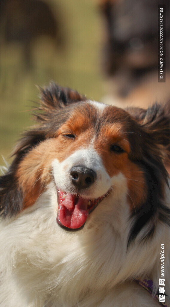 快乐三色犬吐舌露笑