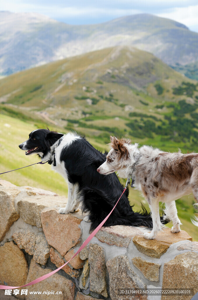 两只萌犬眺望山间美景
