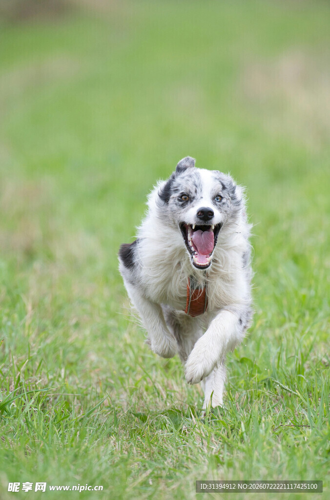 奔跑的萌犬