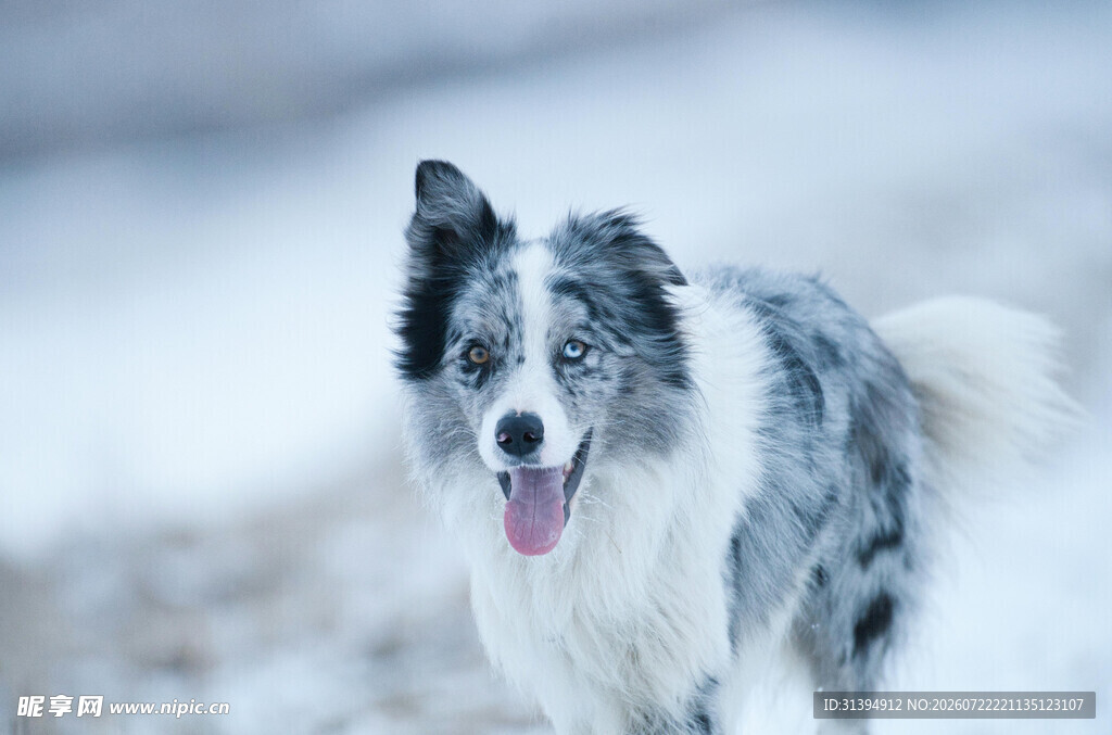 雪地中奔跑的边牧犬