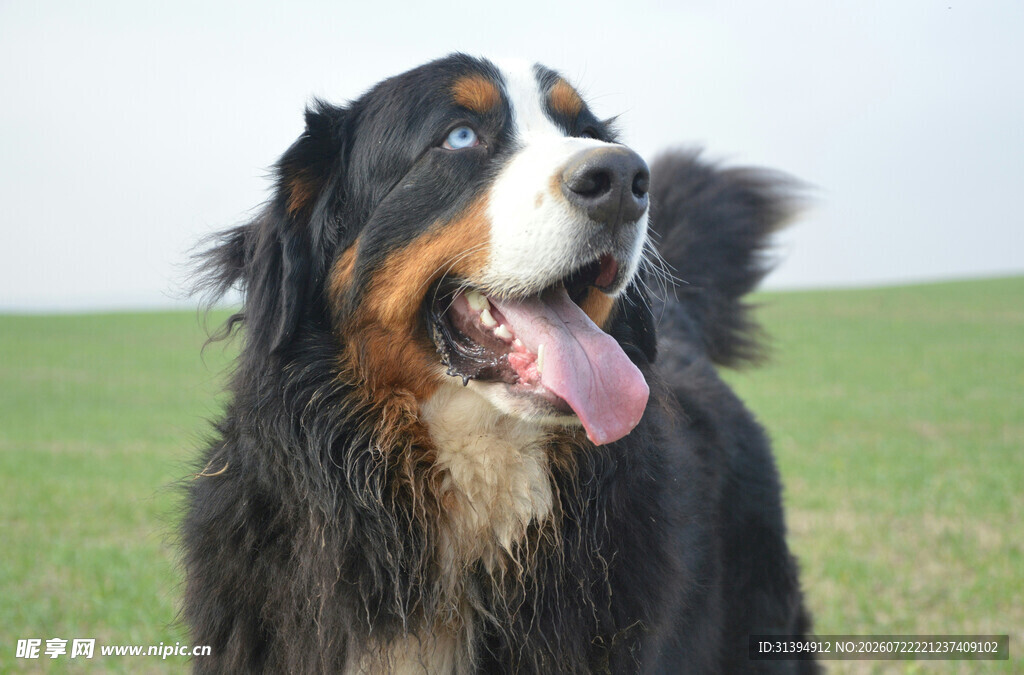 草地中的伯恩山犬