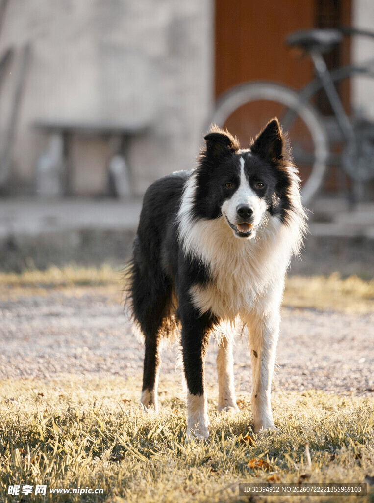 户外站立的黑白边牧犬