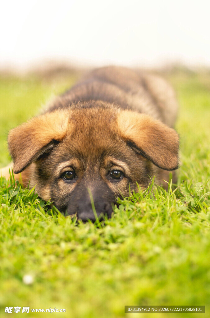 趴着的可爱德国牧羊犬