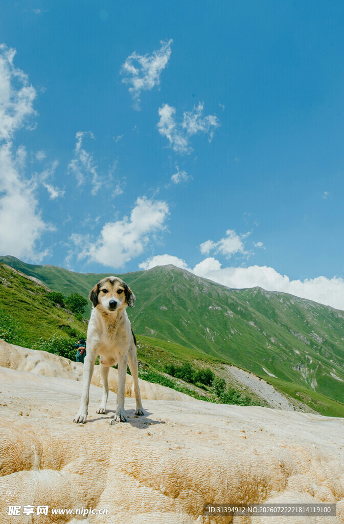 山巅小狗眺望美丽风景