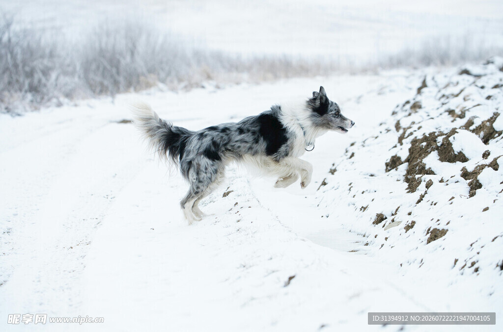 雪地中奔跑的黑白花纹犬
