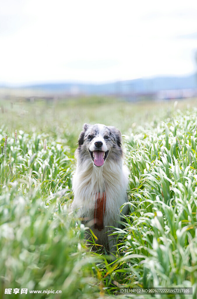 田野中开心的牧羊犬