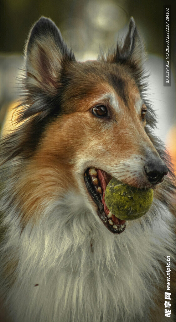 牧羊犬叼球瞬间