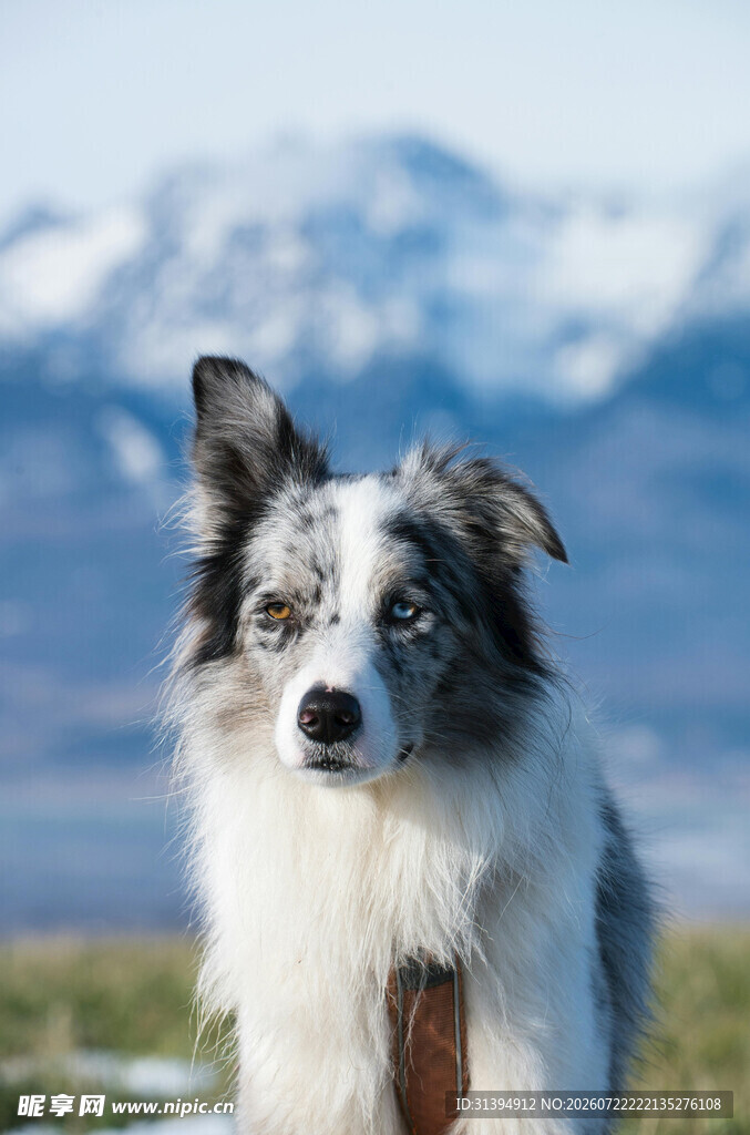 雪地中的帅气边境牧羊犬
