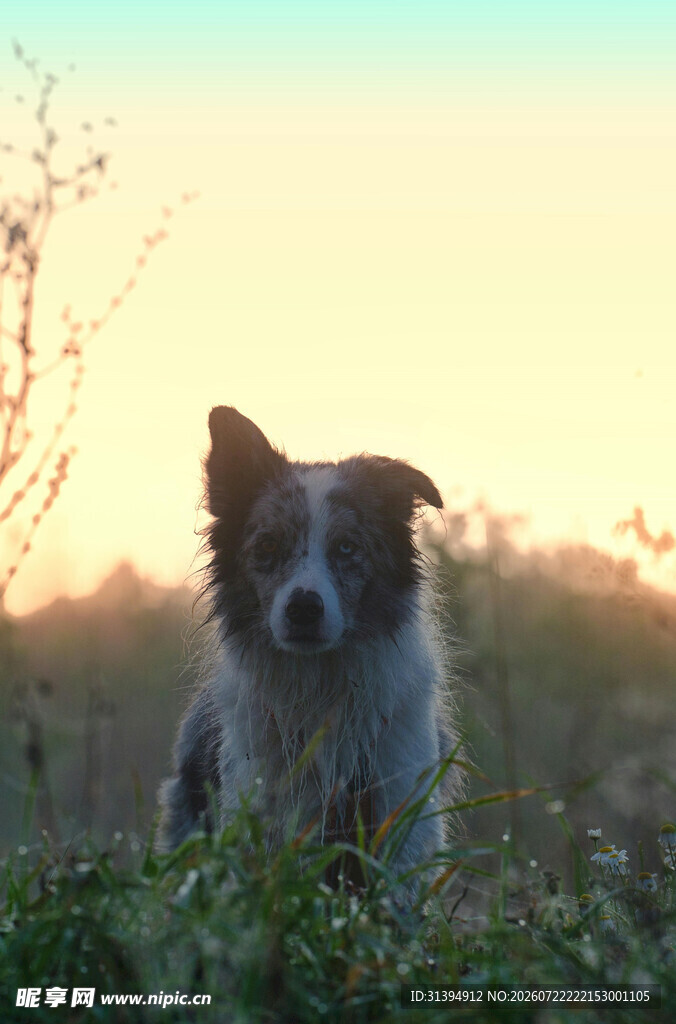 夕阳下的可爱小狗