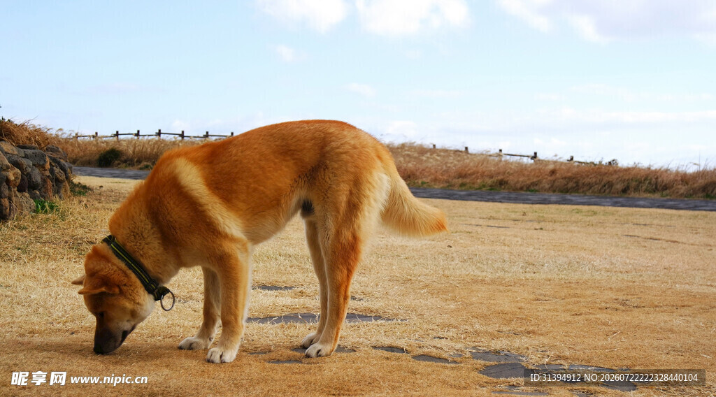 田园中嗅闻地面的金毛犬