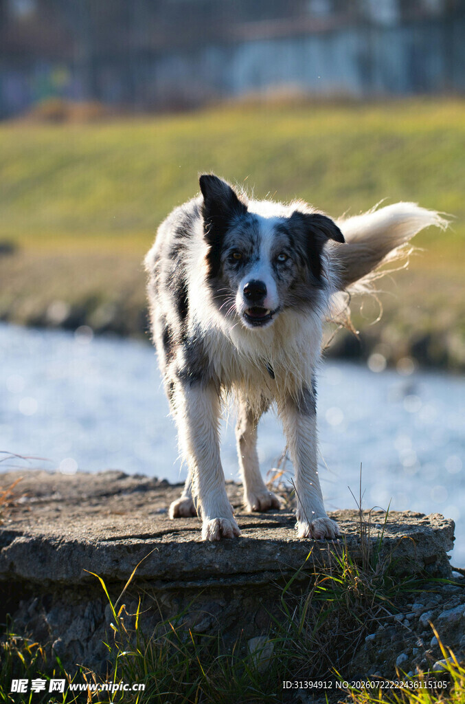 水边的黑白牧羊犬