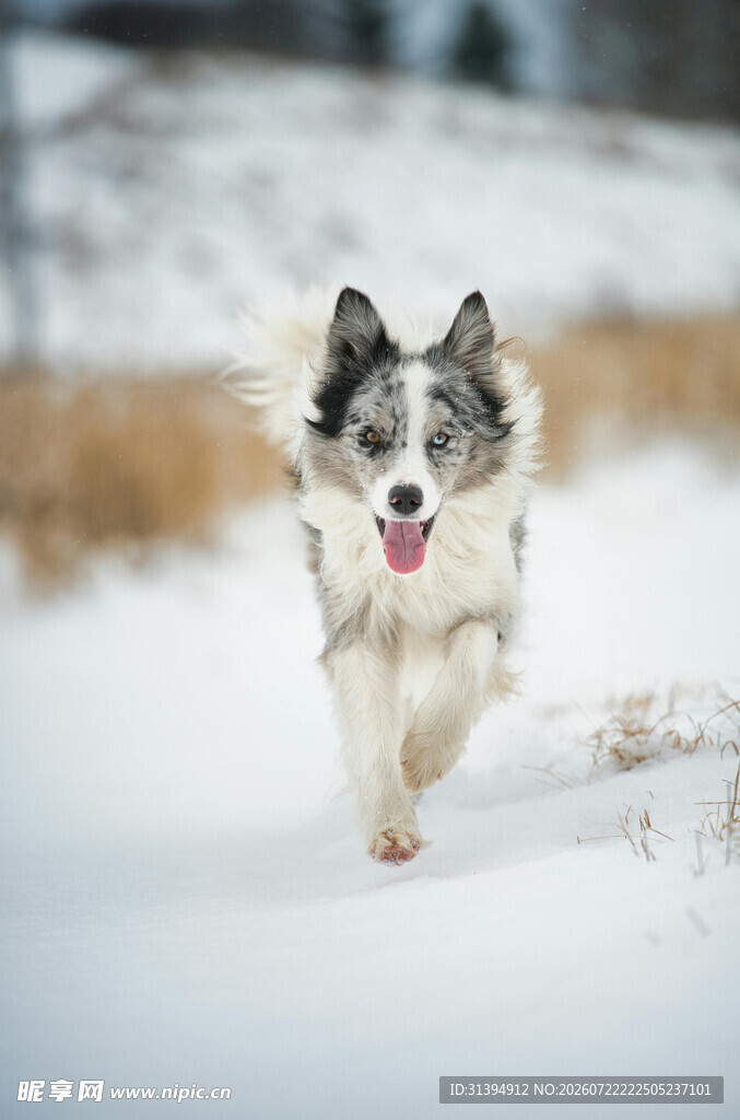 雪地中奔跑的欢乐牧羊犬