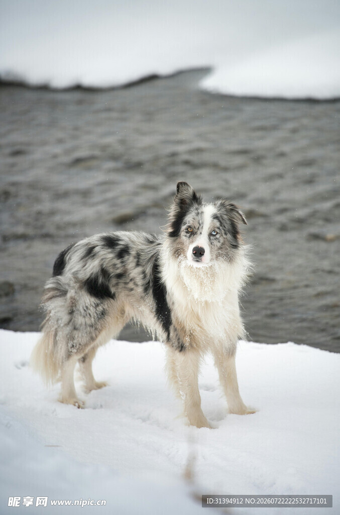 雪地中的斑点边牧犬