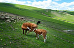草原上的牛群