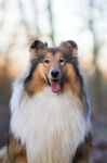 可爱长毛牧羊犬户外写真