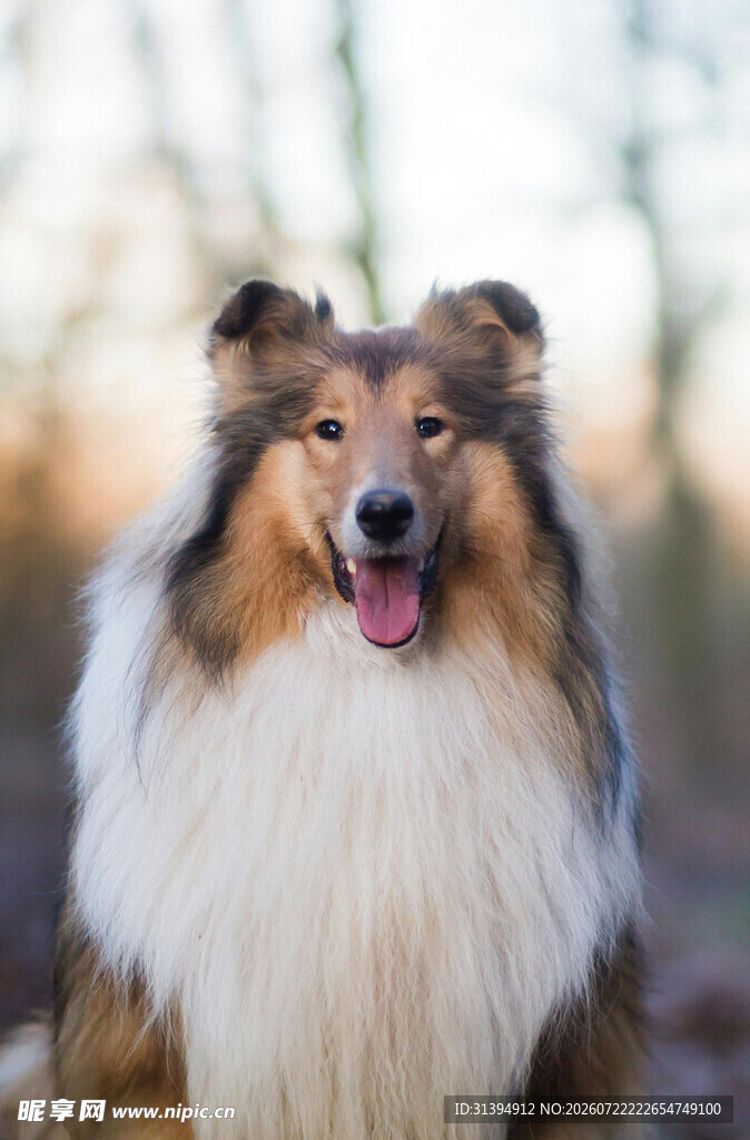 可爱长毛牧羊犬户外写真