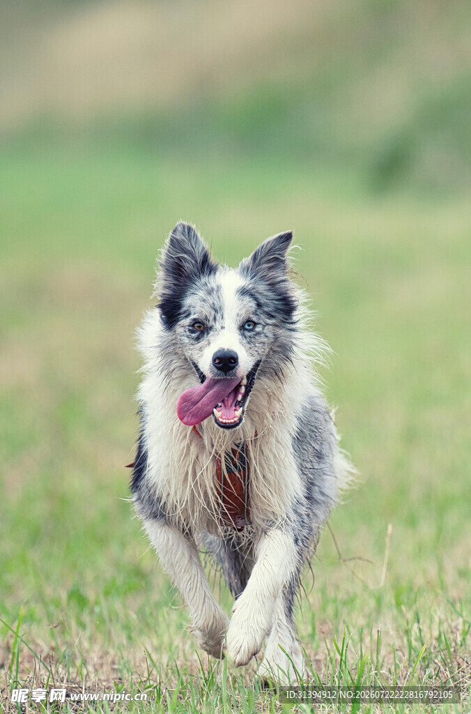 奔跑的边牧犬