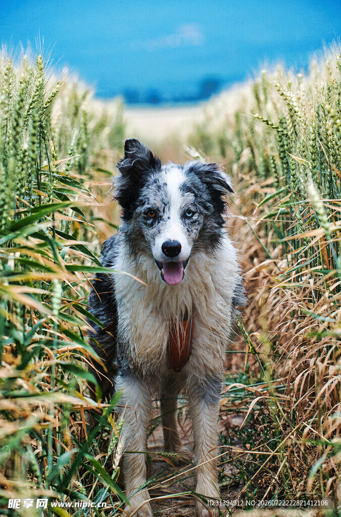 麦田中的可爱边境牧羊犬