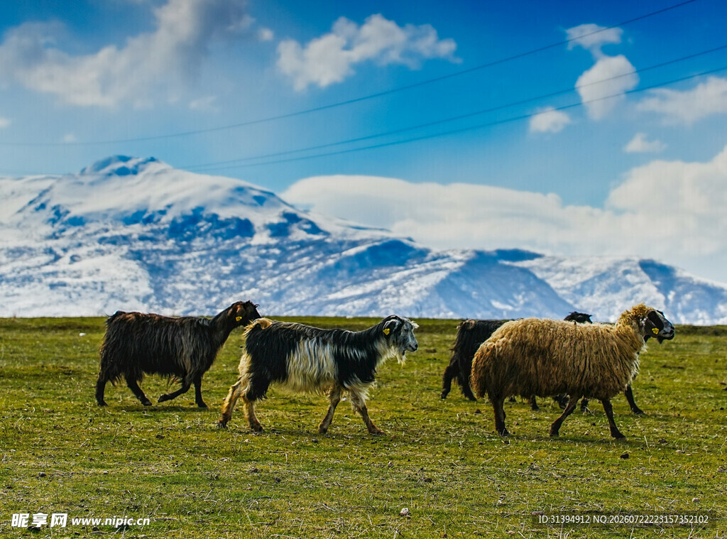 草原羊群与远处雪山美景
