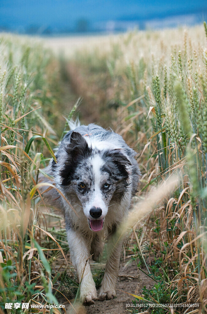 麦田中奔跑的可爱牧羊犬