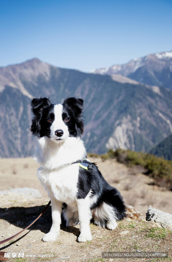 高山边的黑白边境牧羊犬