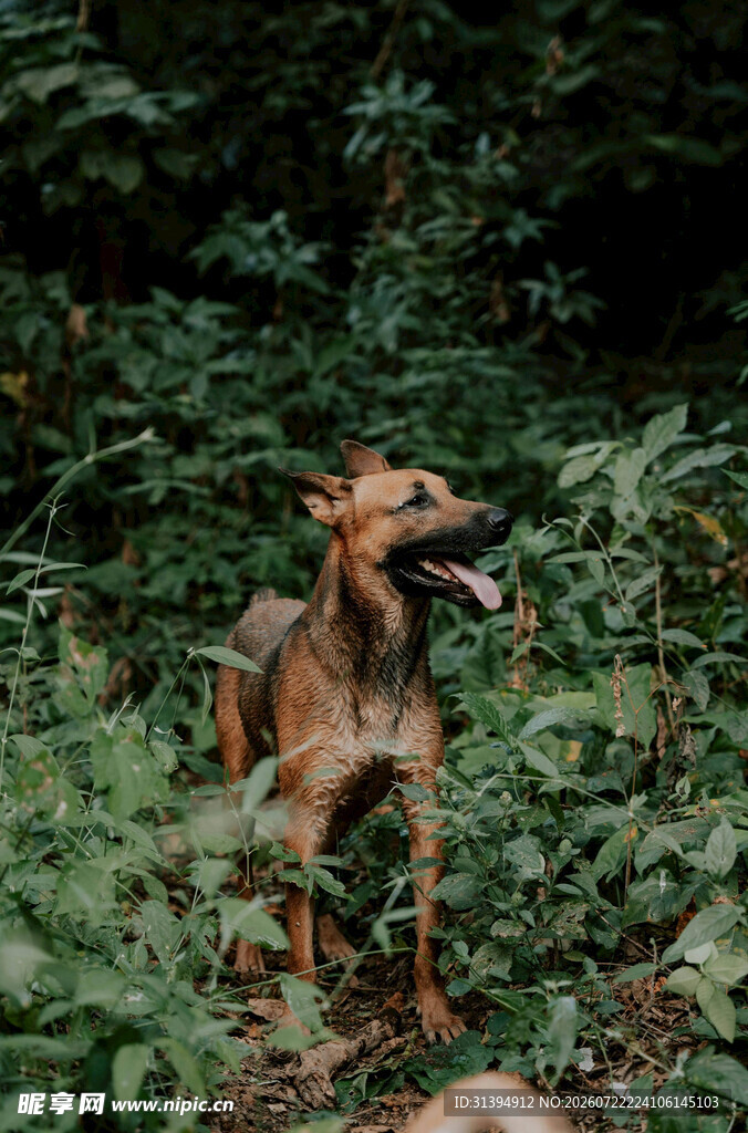 林间奔跑的快乐猎犬