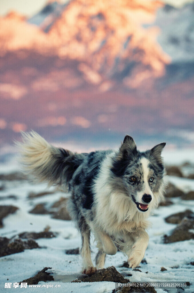 雪地奔跑的帅气牧羊犬