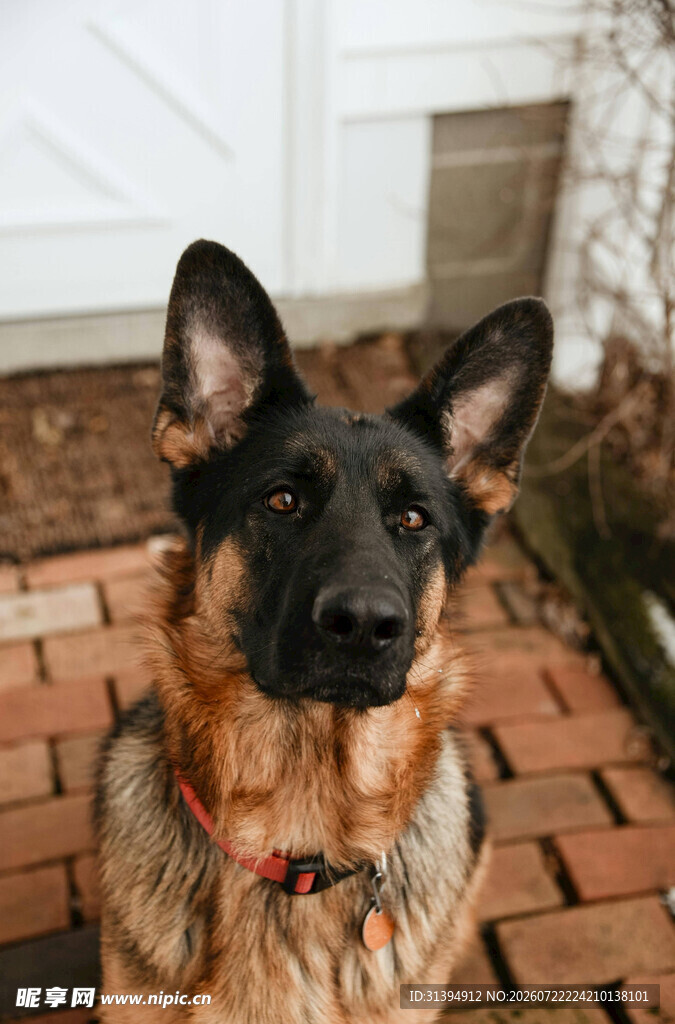 可爱德国牧羊犬坐于砖地