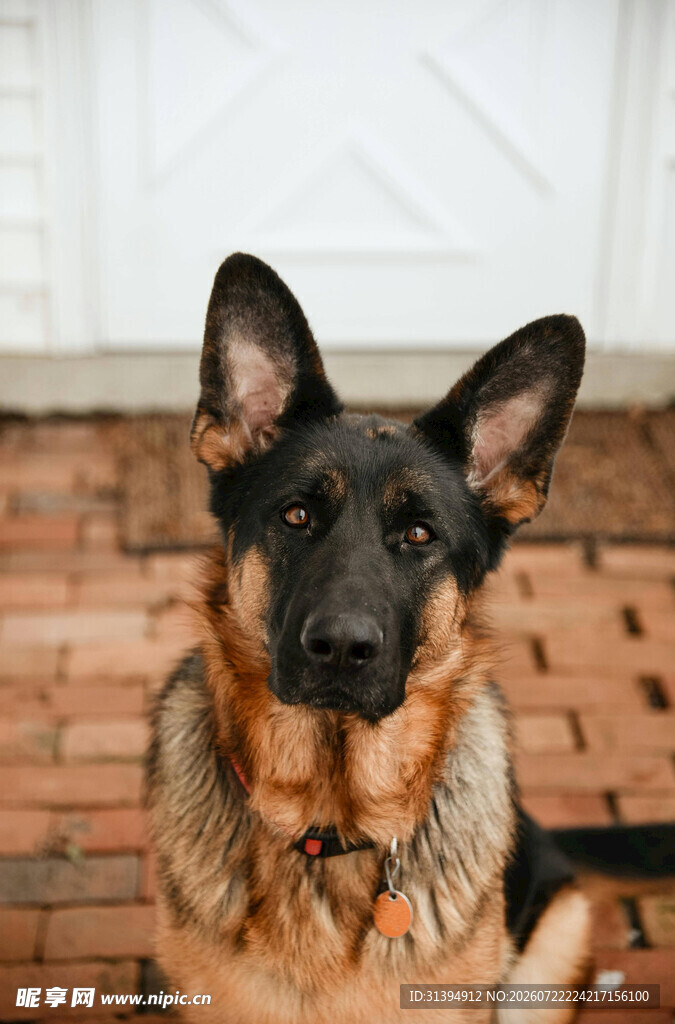 德国牧羊犬乖巧坐于砖地