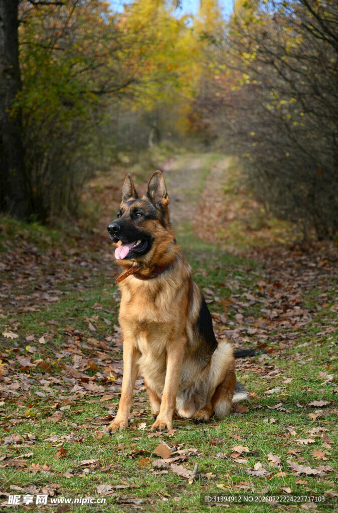 秋日林间的德国牧羊犬