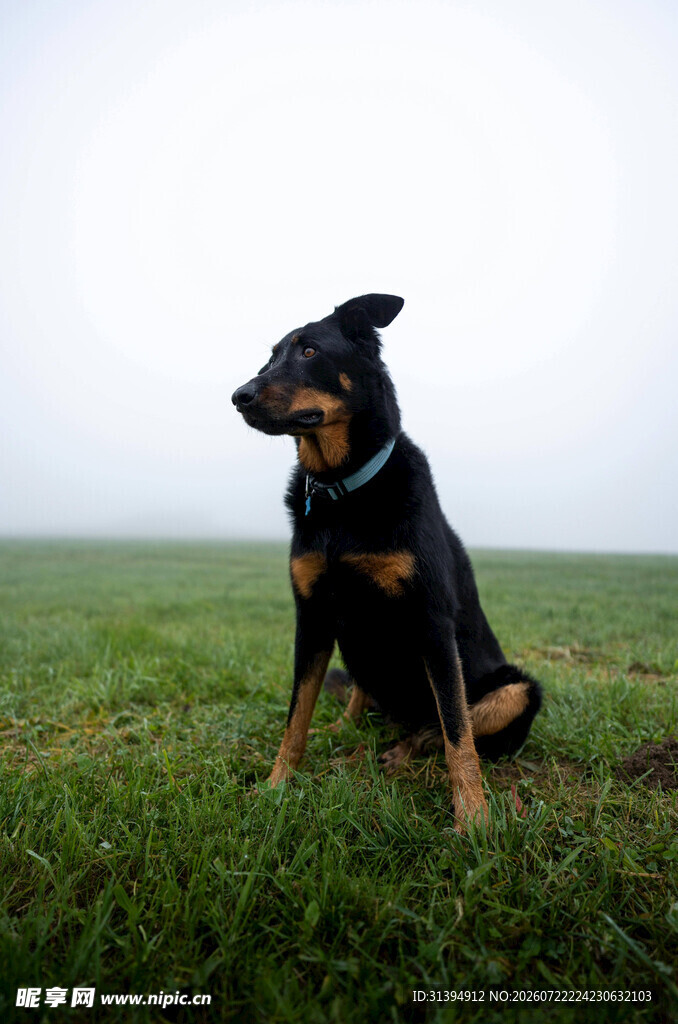 草地上的黑棕犬
