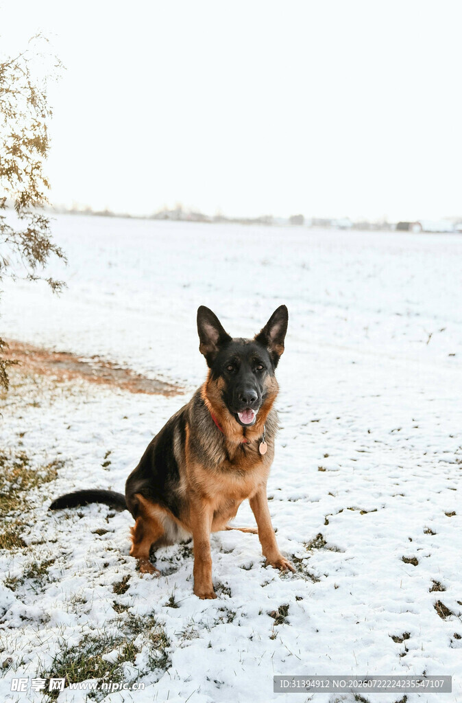 雪地中的德国牧羊犬