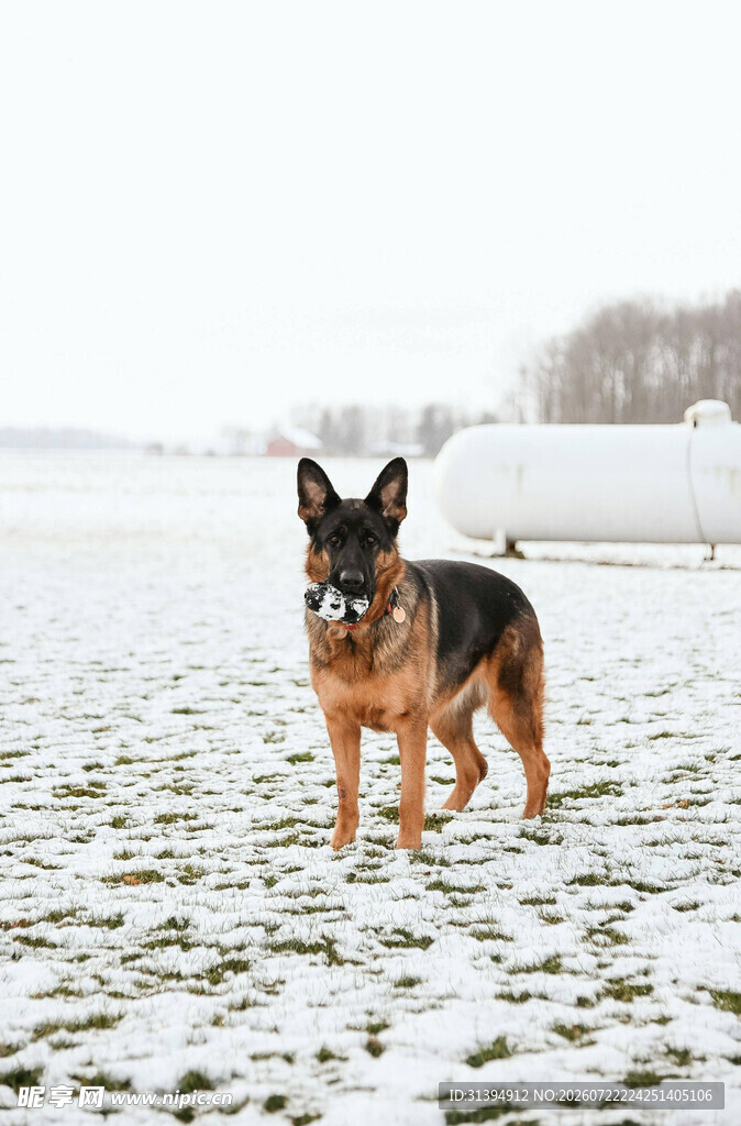 雪地中的德国牧羊犬