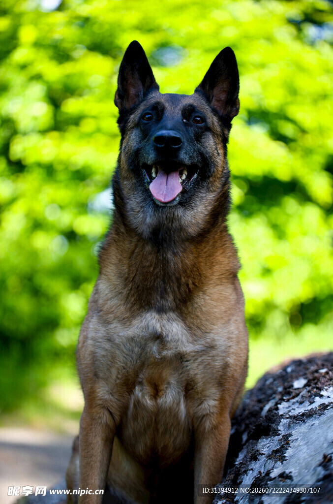 帅气坐立的比利时牧羊犬